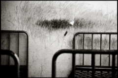 GIACOMOSAVIOZZI_GRAFFI