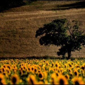 Volterra 2010 - Girasoli