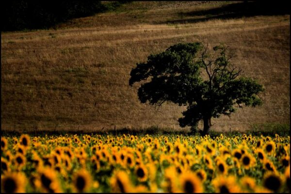 Volterra 2010 - Girasoli